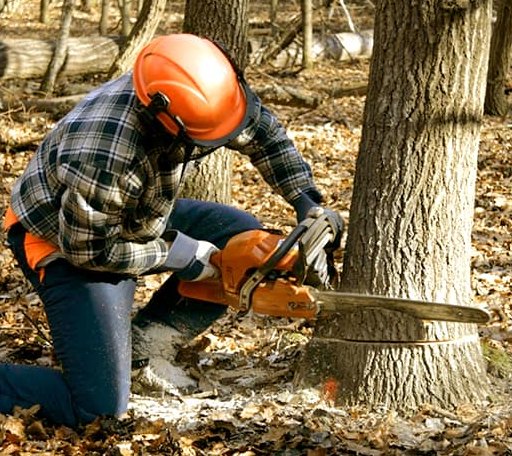 Tree Removal in Seaforth, MN